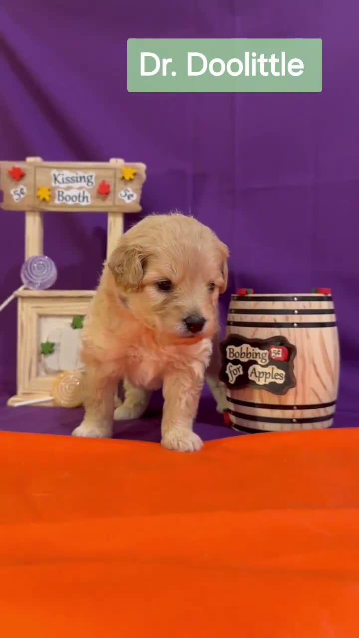 Mixed Breed dogs for sale: Samoyed - Poodle Doodle Sammypoo 1 - Video 1