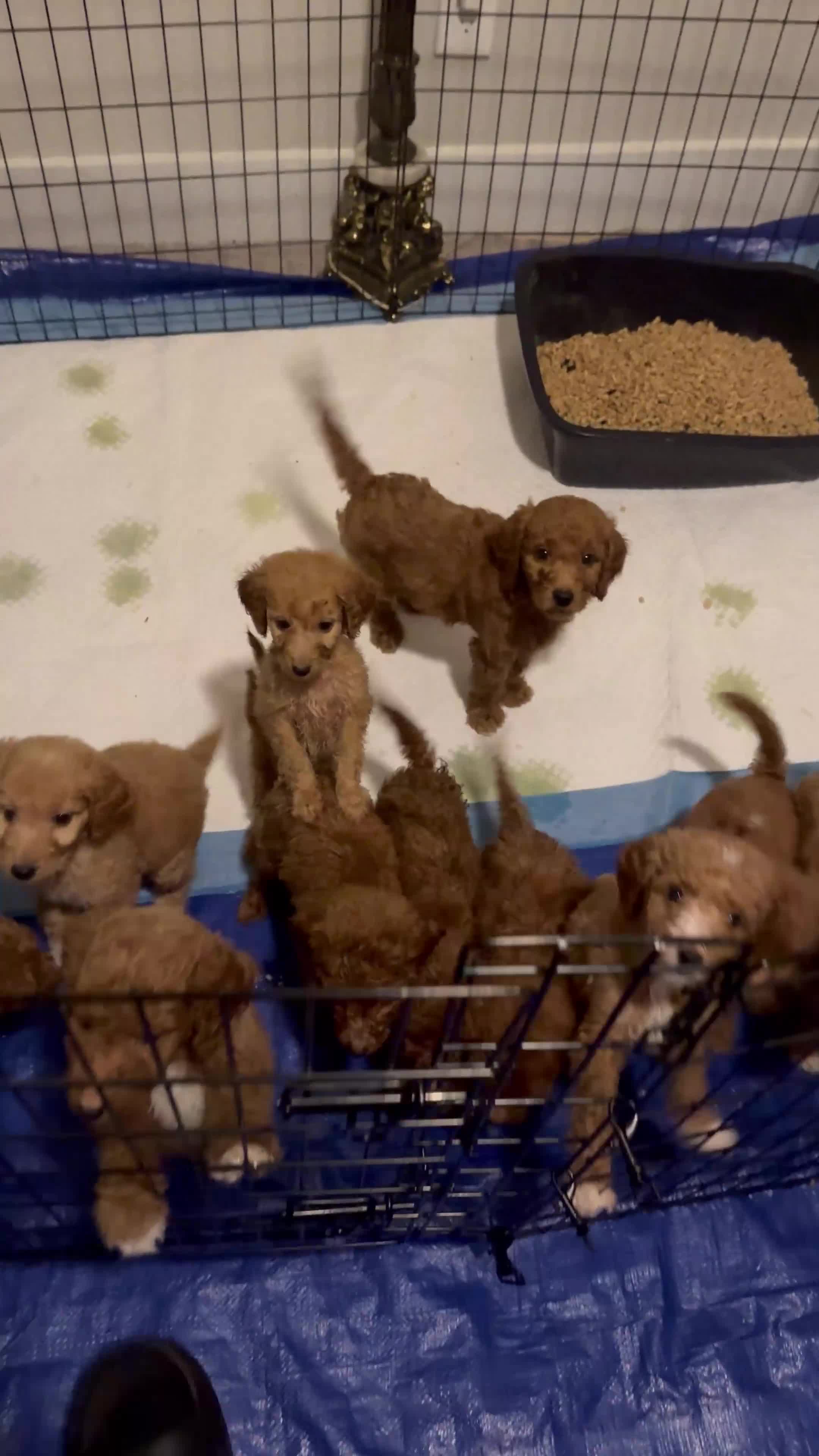 Standard Poodle dogs for sale: Jim Jones - Video 1