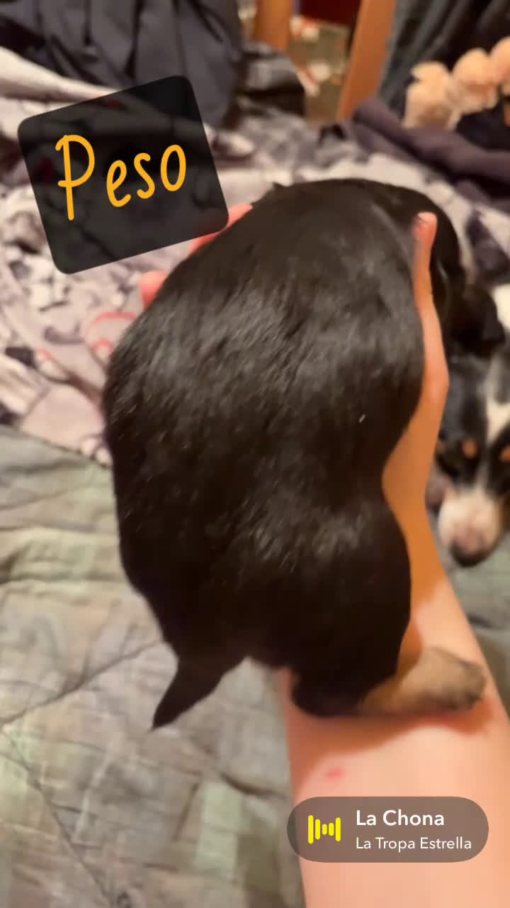 Miniature Dachshund dogs for sale: Peso - Video 1