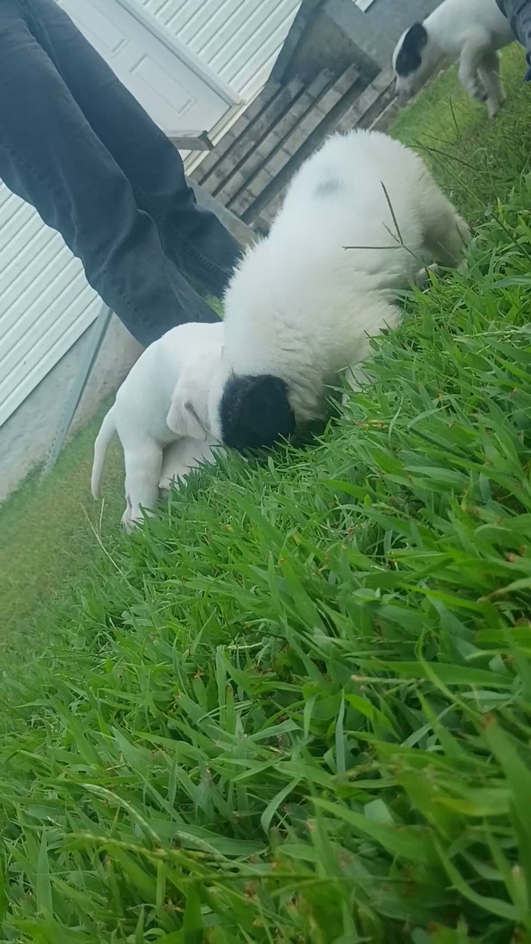 Mixed Breed dogs for sale: Zevlor - Video 1
