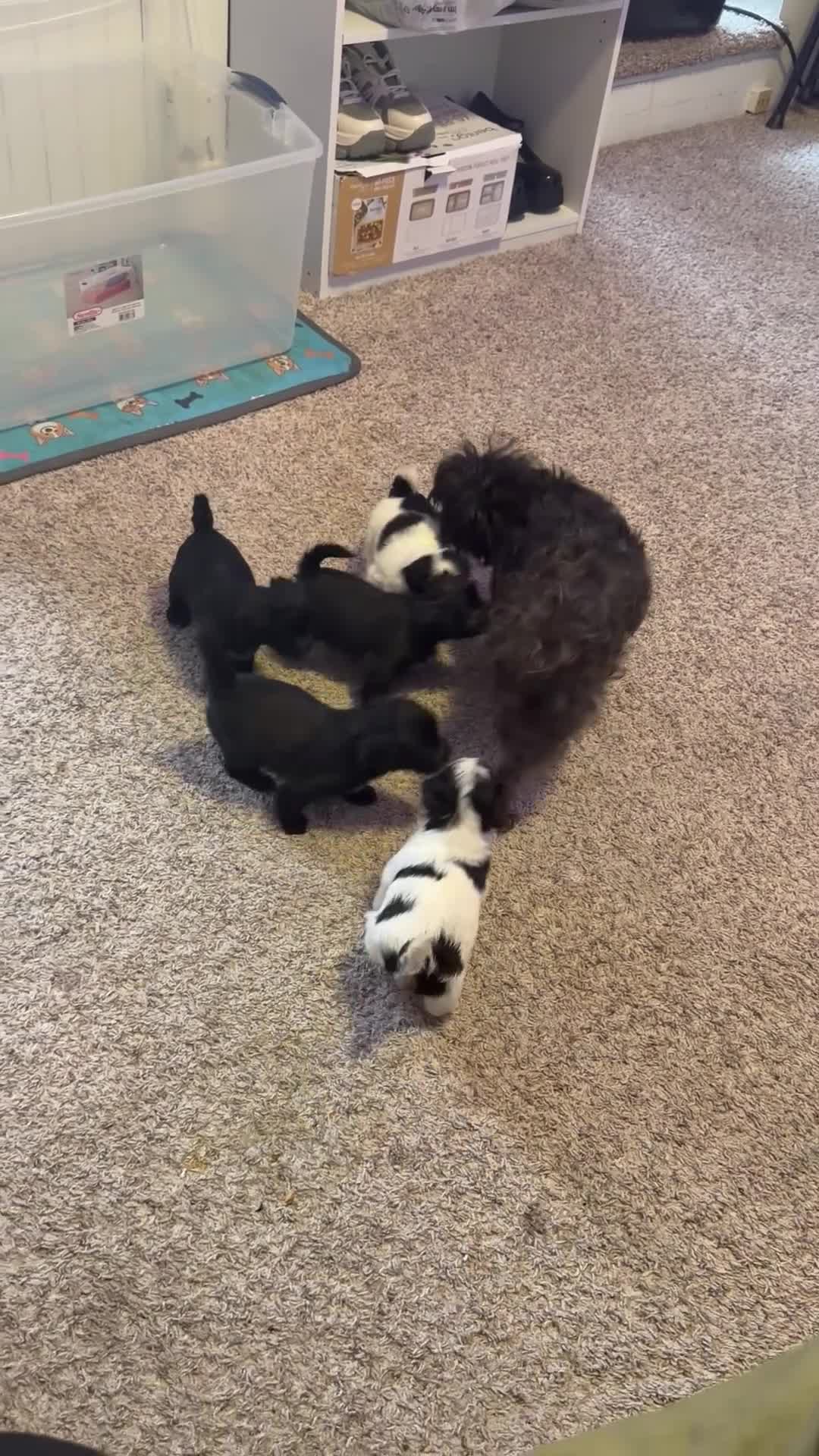 Yorkiepoo dogs for sale: Yorkiepoo Puppy 5 - Video 1