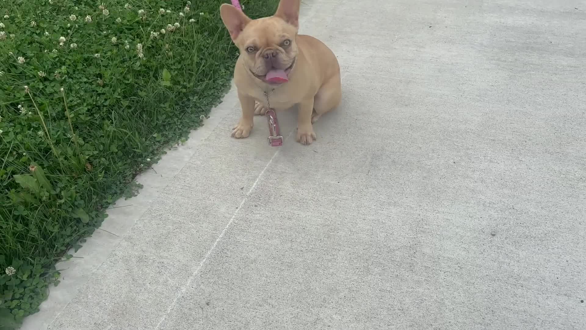 French Bulldog dogs for sale: 6 month old Fawn French Bulldog - Video 1
