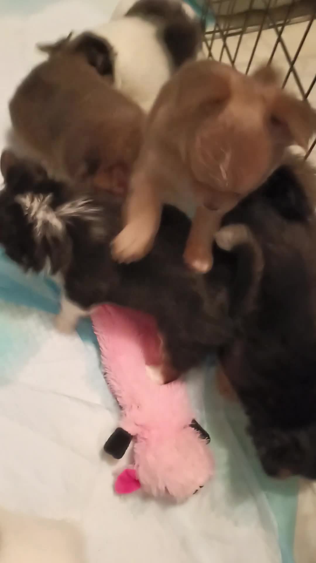 Chihuahua dogs for sale: Chihuahua 2 - Video 1