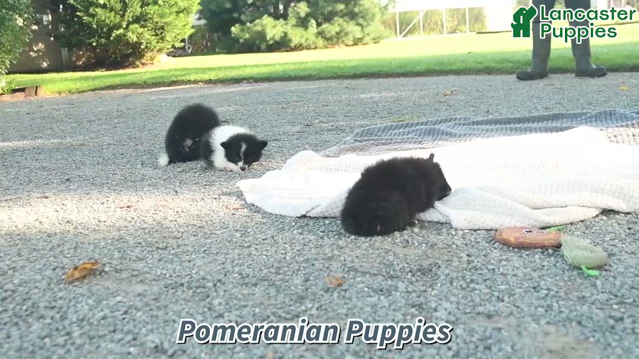 Pomeranian dogs for sale: Rocket  - Video 1