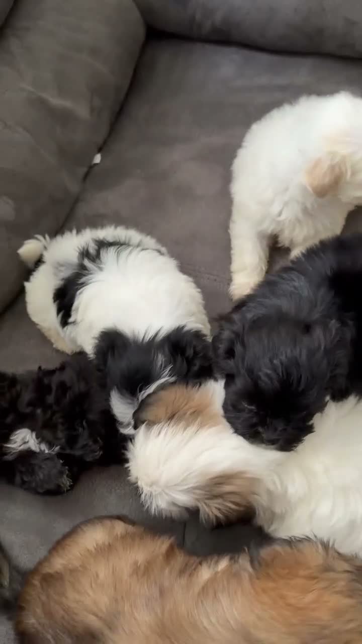 Shihpoo dogs for sale: Shihpoo 2 - Video 1