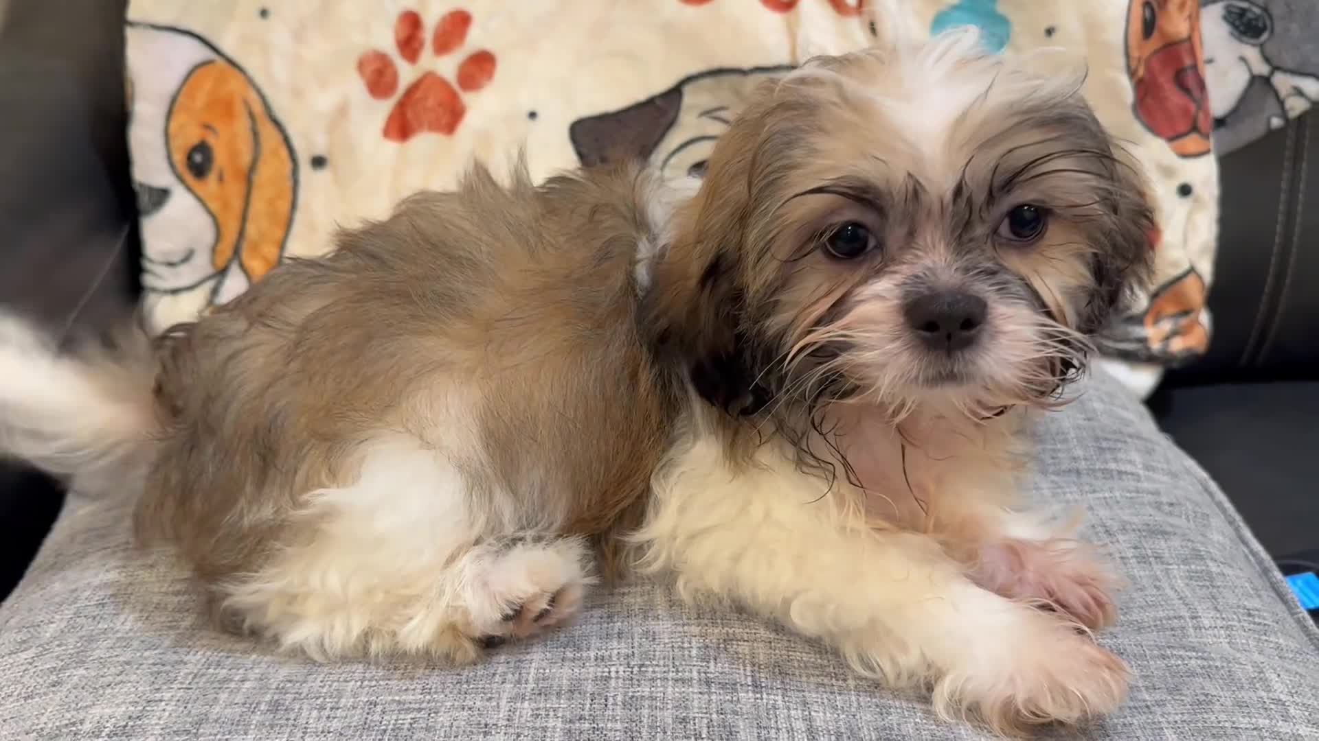 Shih Tzu dogs for sale: Zink  - Video 1