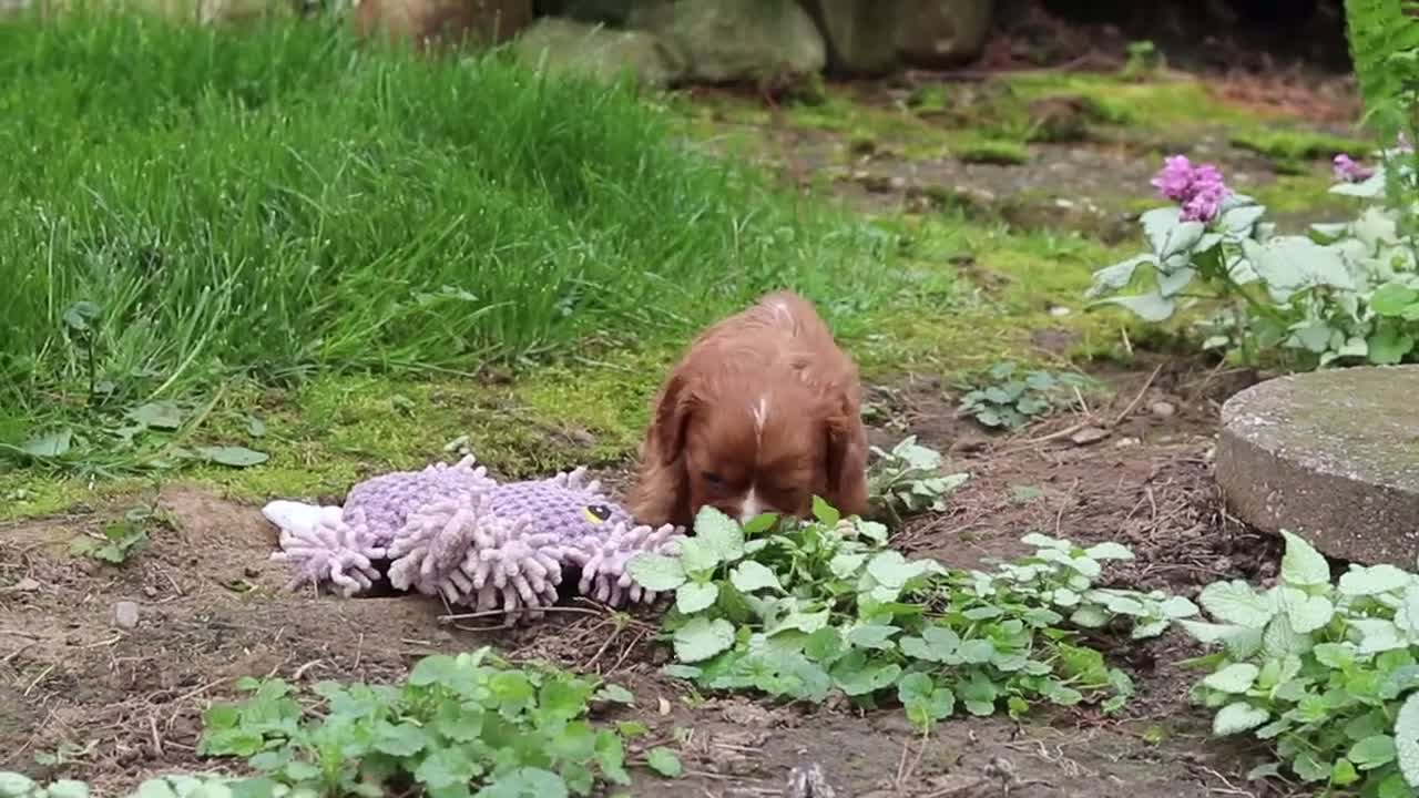Cavalier King Charles Spaniel dogs for sale: Rusty - Video 1