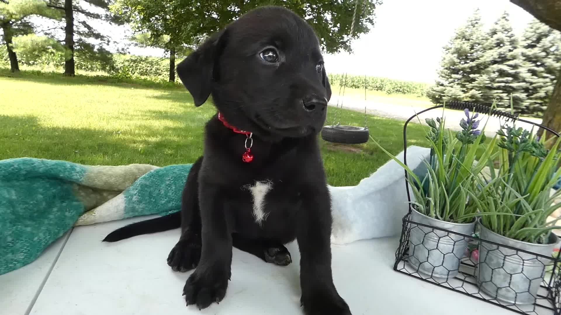 Sheprador dogs for sale: Sheprador 10 Lola - Video 1