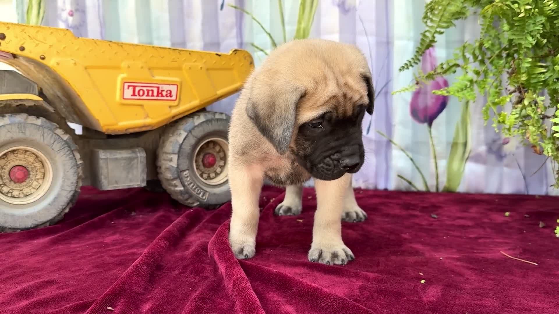 English Mastiff dogs for sale: Miles - Video 1