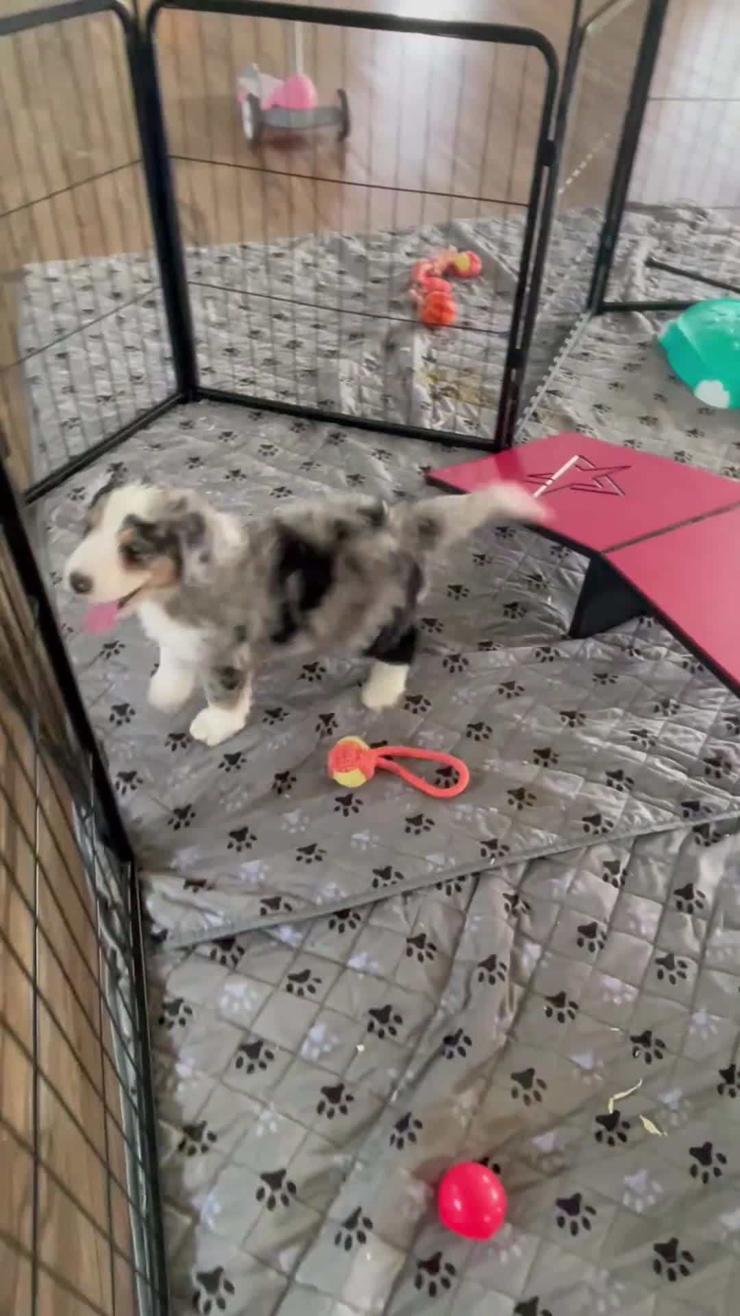 Bernedoodle dogs for sale: Mr. Hector - Video 1