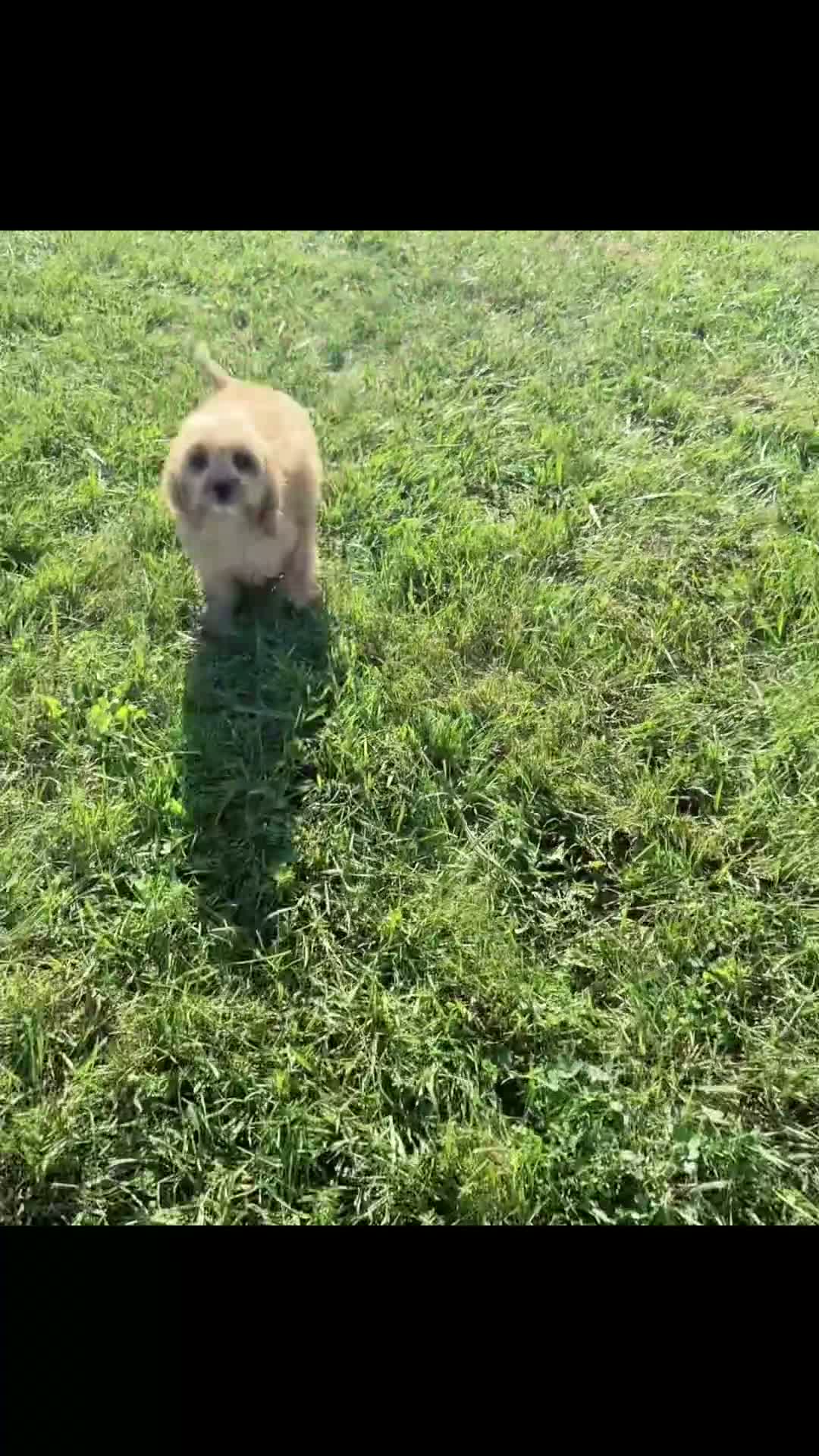 Cavapoo dogs for sale: Doodle - Video 1