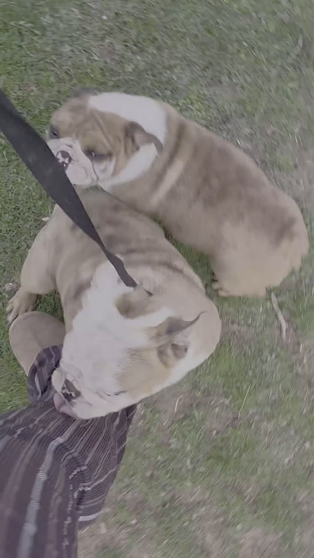 English Bulldog dogs for sale: Ambition  - Video 1
