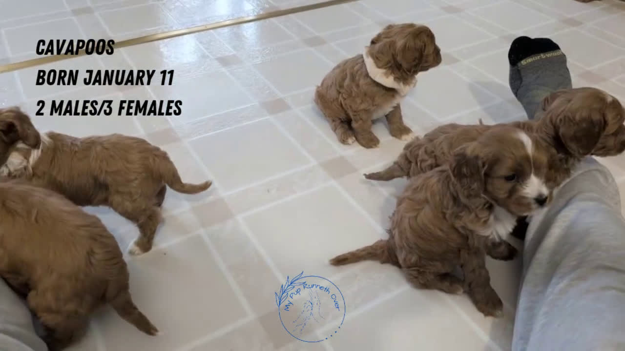 Cavapoo dogs for sale: Arlo - Video 3