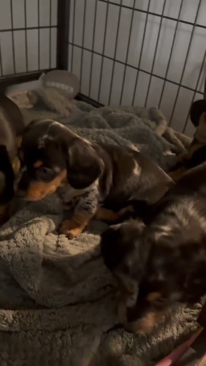 Miniature Dachshund dogs for sale: Bruno - Video 1