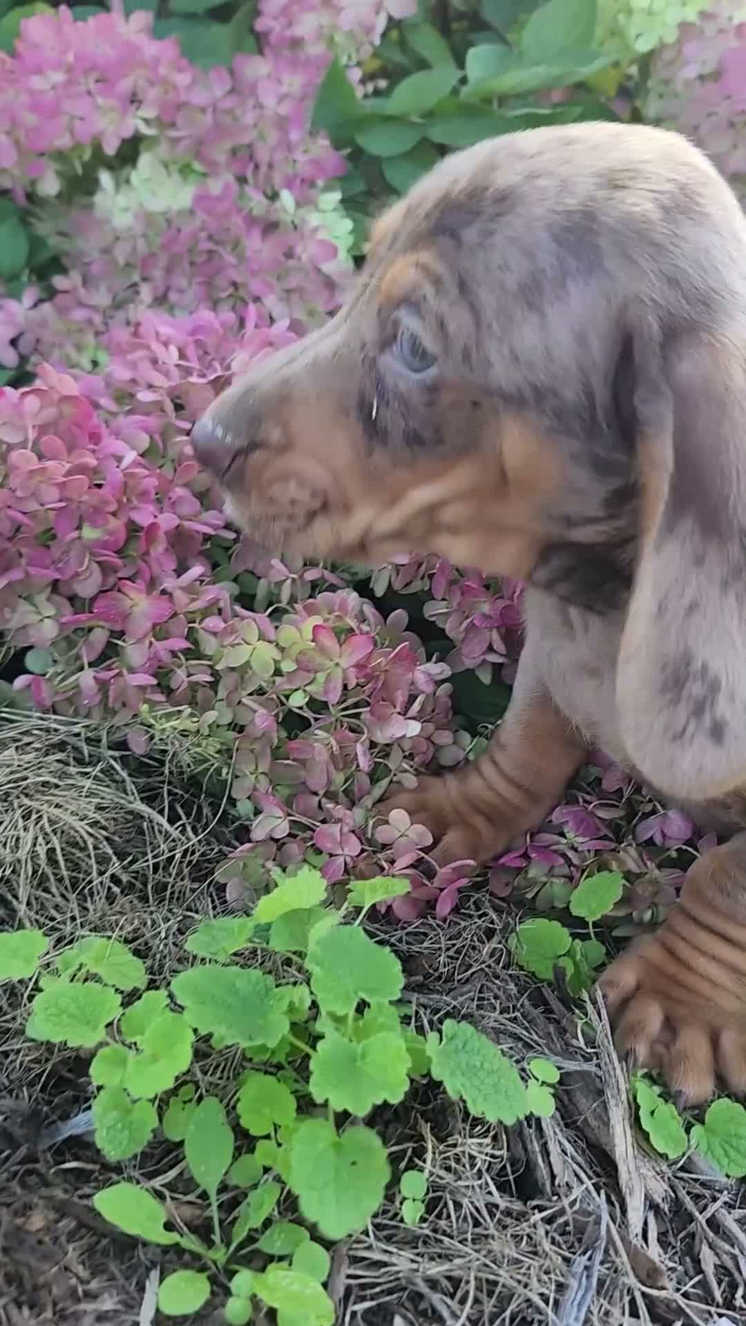 Miniature Dachshund dogs for sale: Murphy  - Video 1