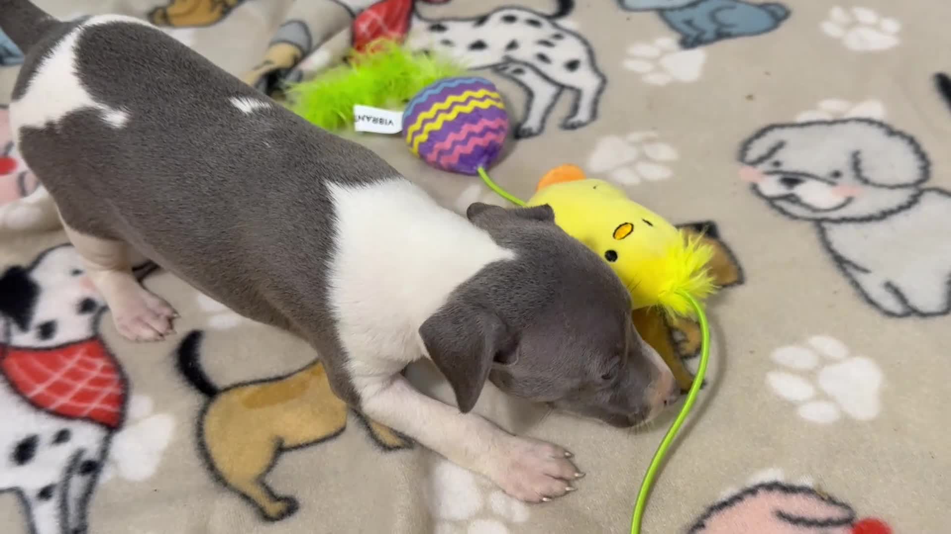 Italian Greyhound dogs for sale: Cam AKC - Video 1