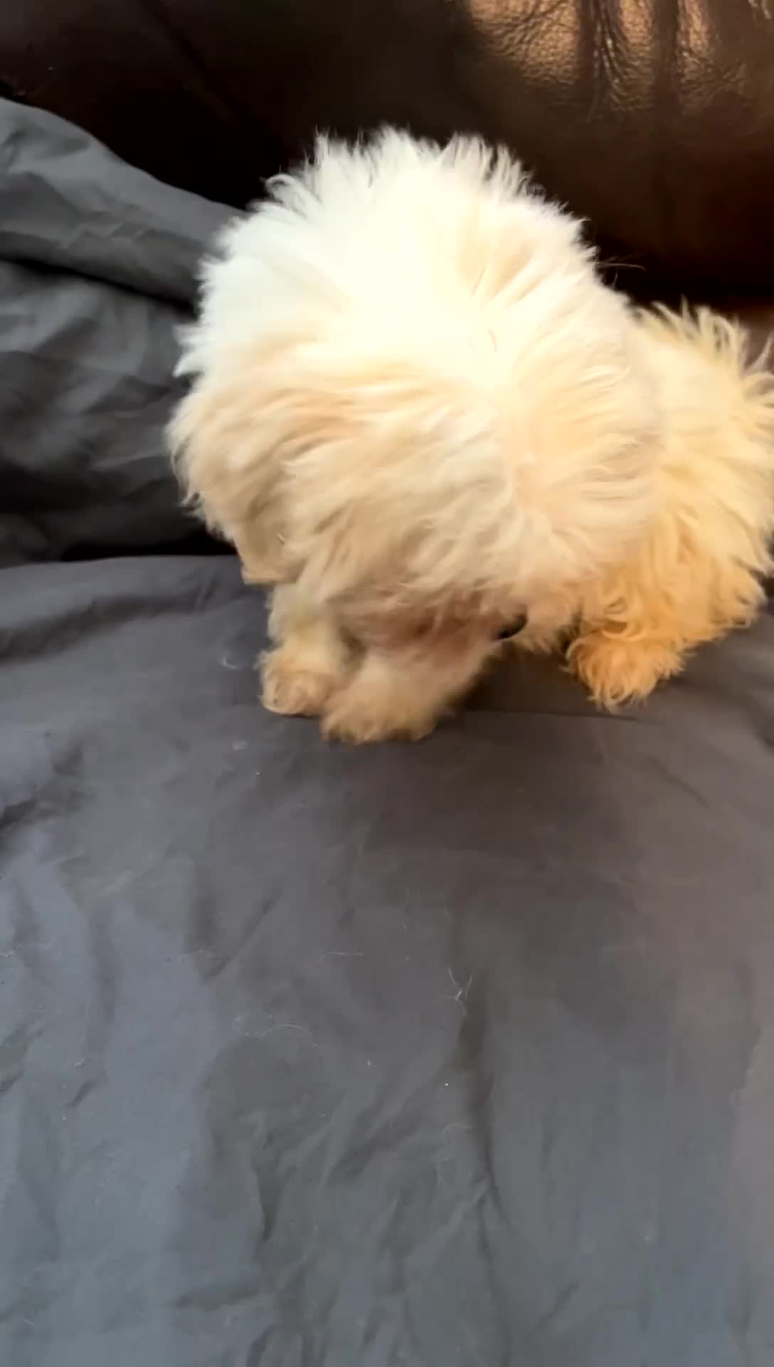 Mixed Breed dogs for sale: Milo  - Video 1
