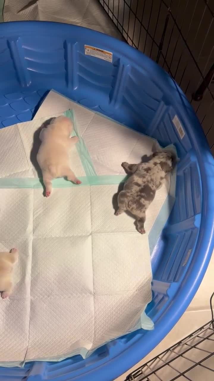 French Bulldog dogs for sale: French Bulldog Puppy 2 - Video 2