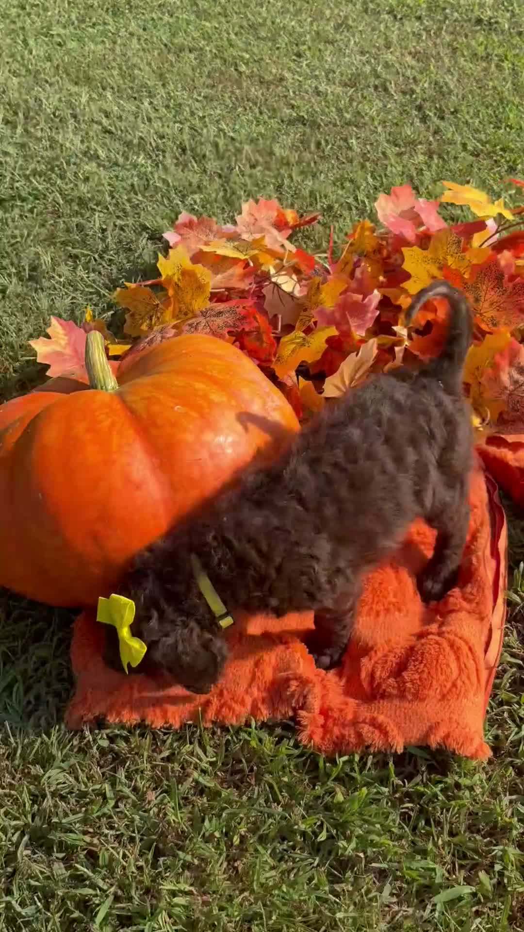 Standard Poodle dogs for sale: Orangie 🍊 - Video 1