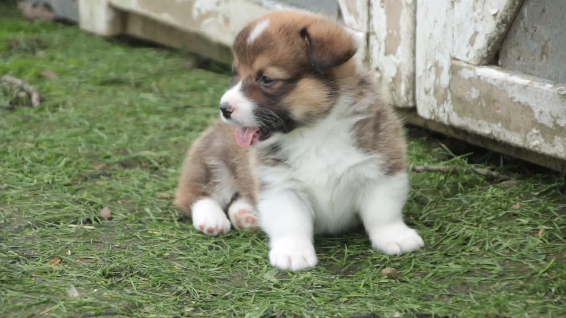 Welsh Corgi Pembroke dogs for sale: Gene - Video 1