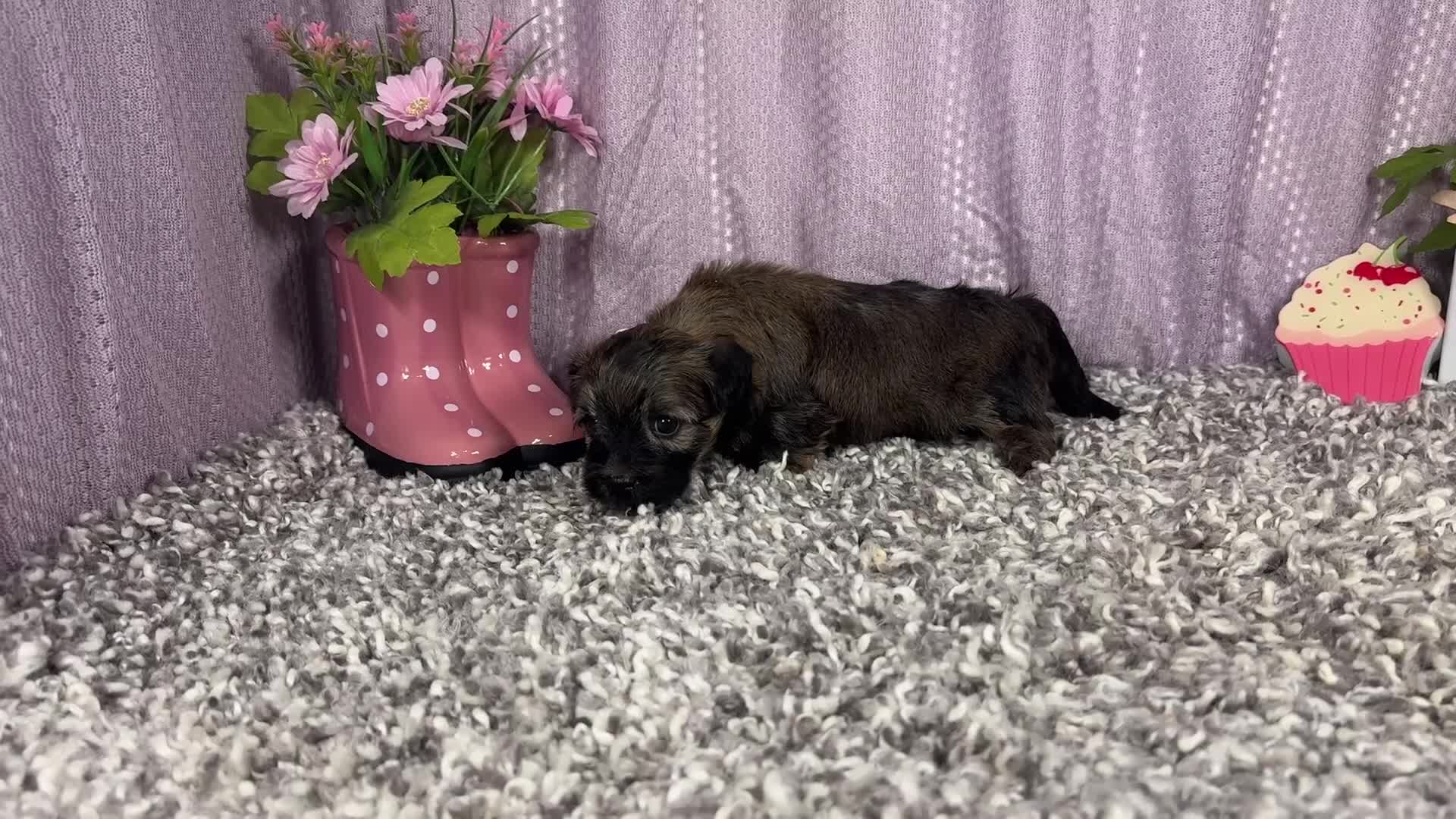 Havanese dogs for sale: Havanese 2 - Video 1