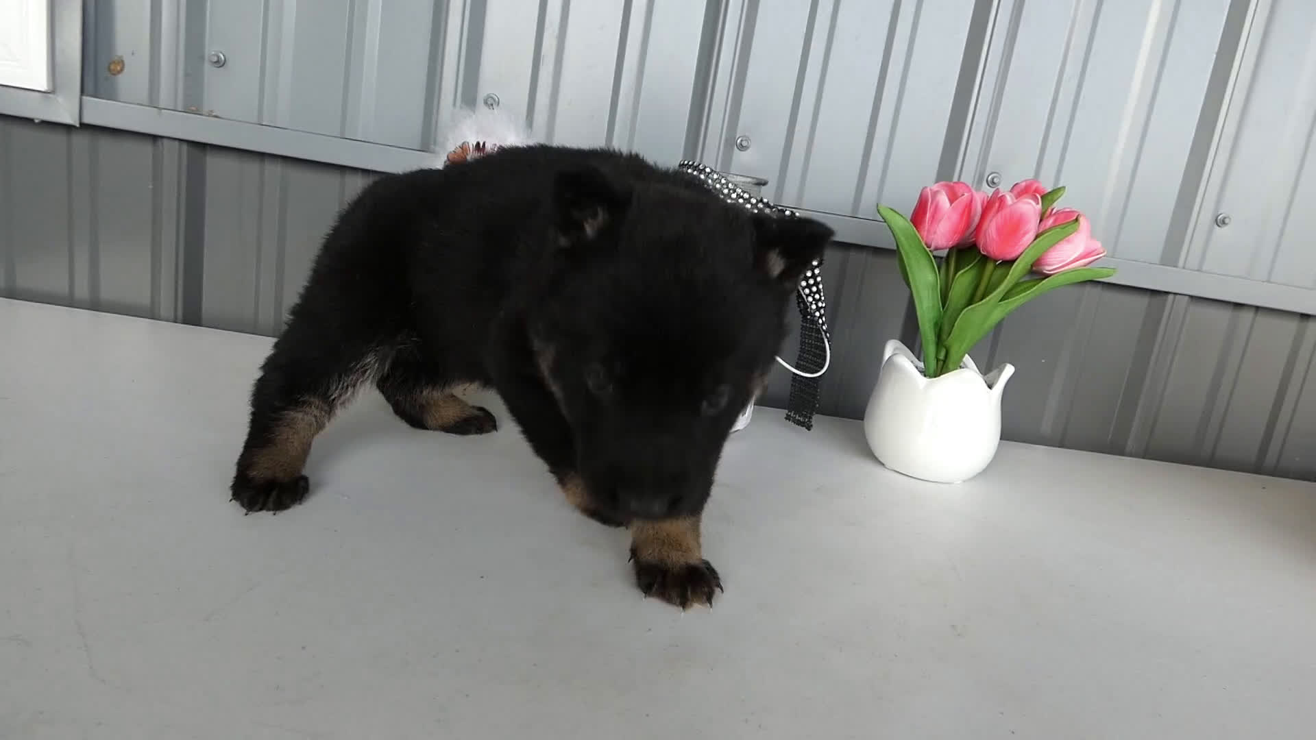 German Shepherd dogs for sale: German Shepherd Puppy 5 Bessie - Video 1
