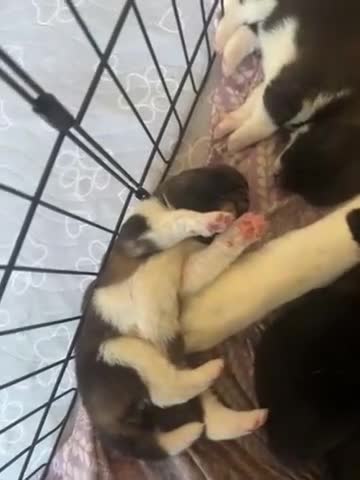 Akita dogs for sale: Akita 6 - Video 1