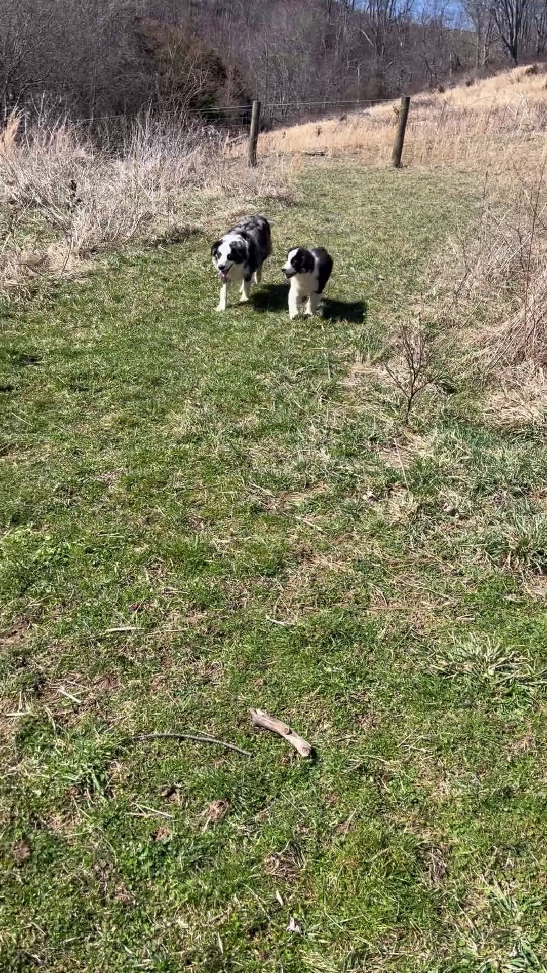 Australian Shepherd dogs for sale: Brad  - Video 1
