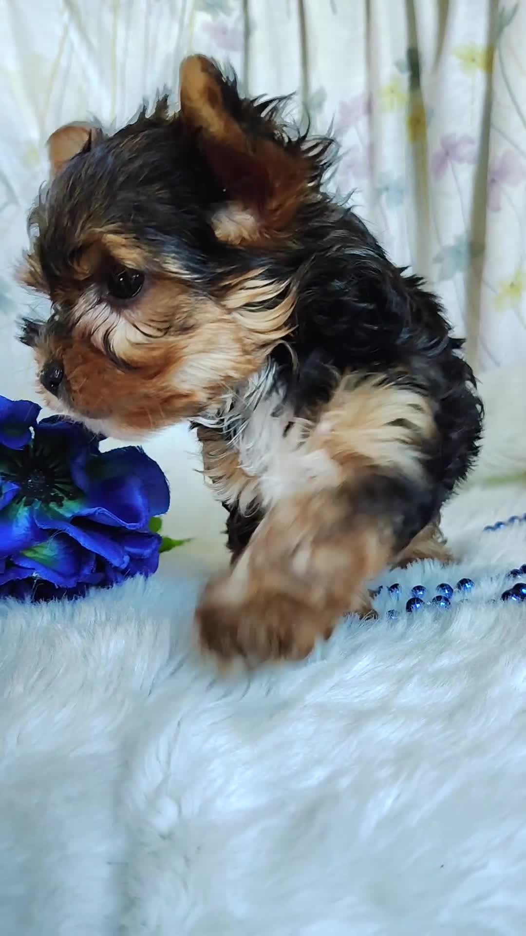 Yorkshire Terrier dogs for sale: Jesse - Video 1