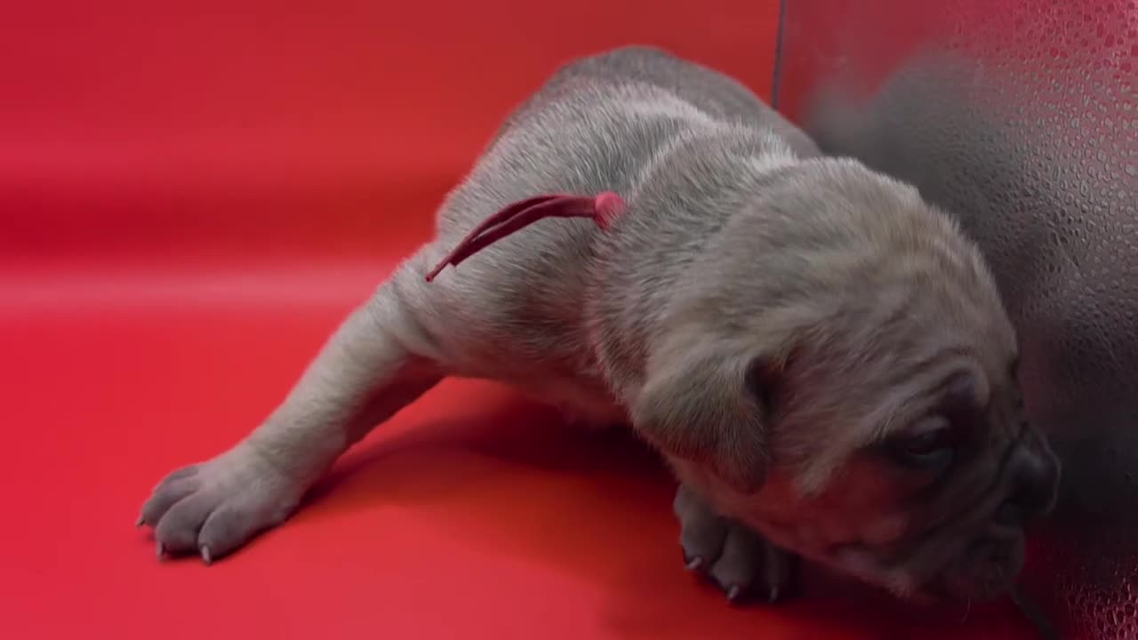 Mixed Breed dogs for sale: Red - Video 1