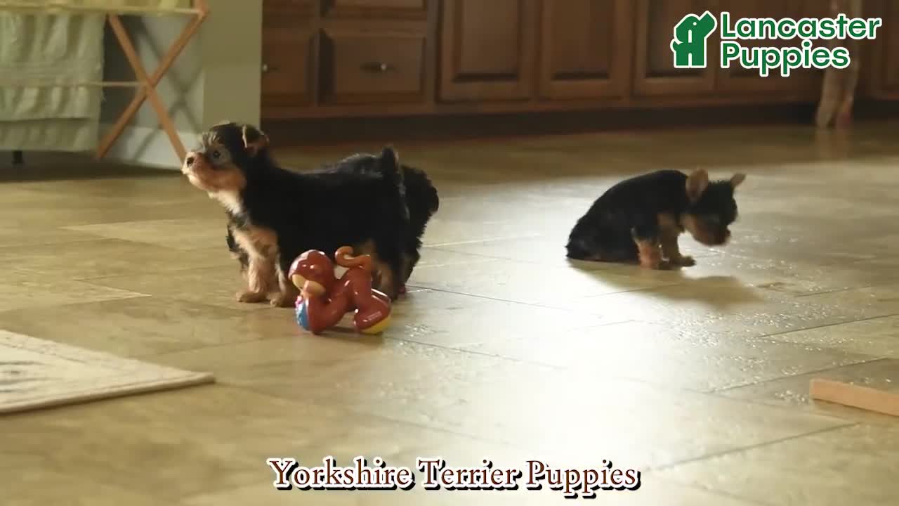 Yorkshire Terrier dogs for sale: Loretta  - Video 1