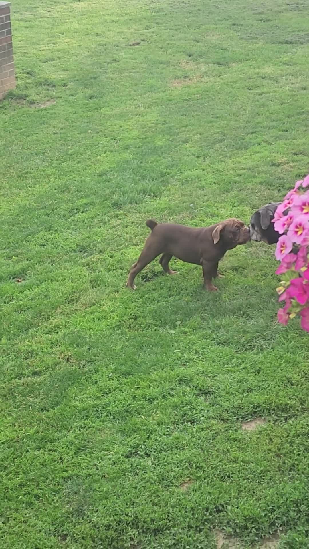 Olde English Bulldogge dogs for sale: Olde English Bulldogge Puppy 3 - Video 1