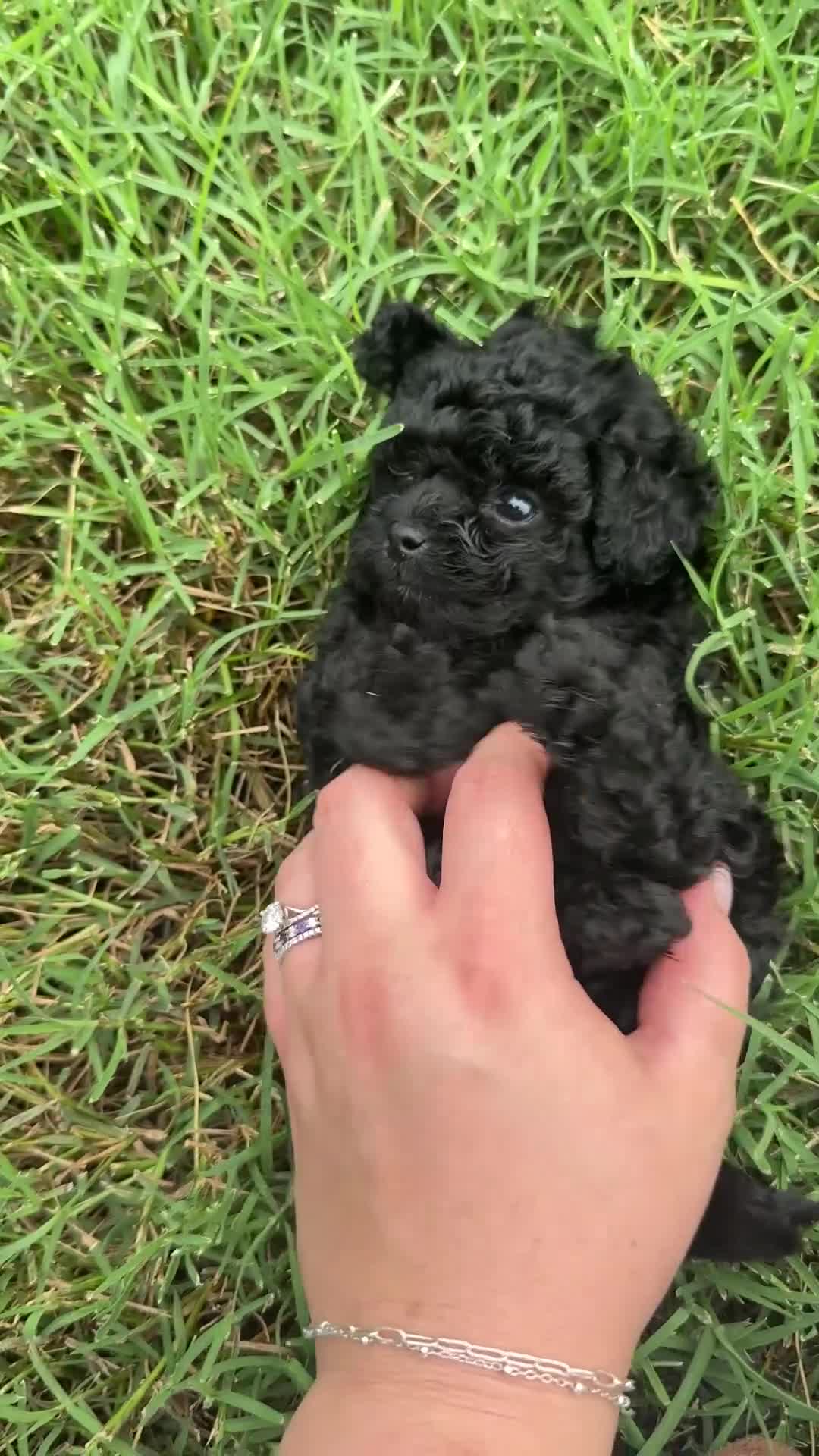 Toy Poodle dogs for sale: Anton - Video 1