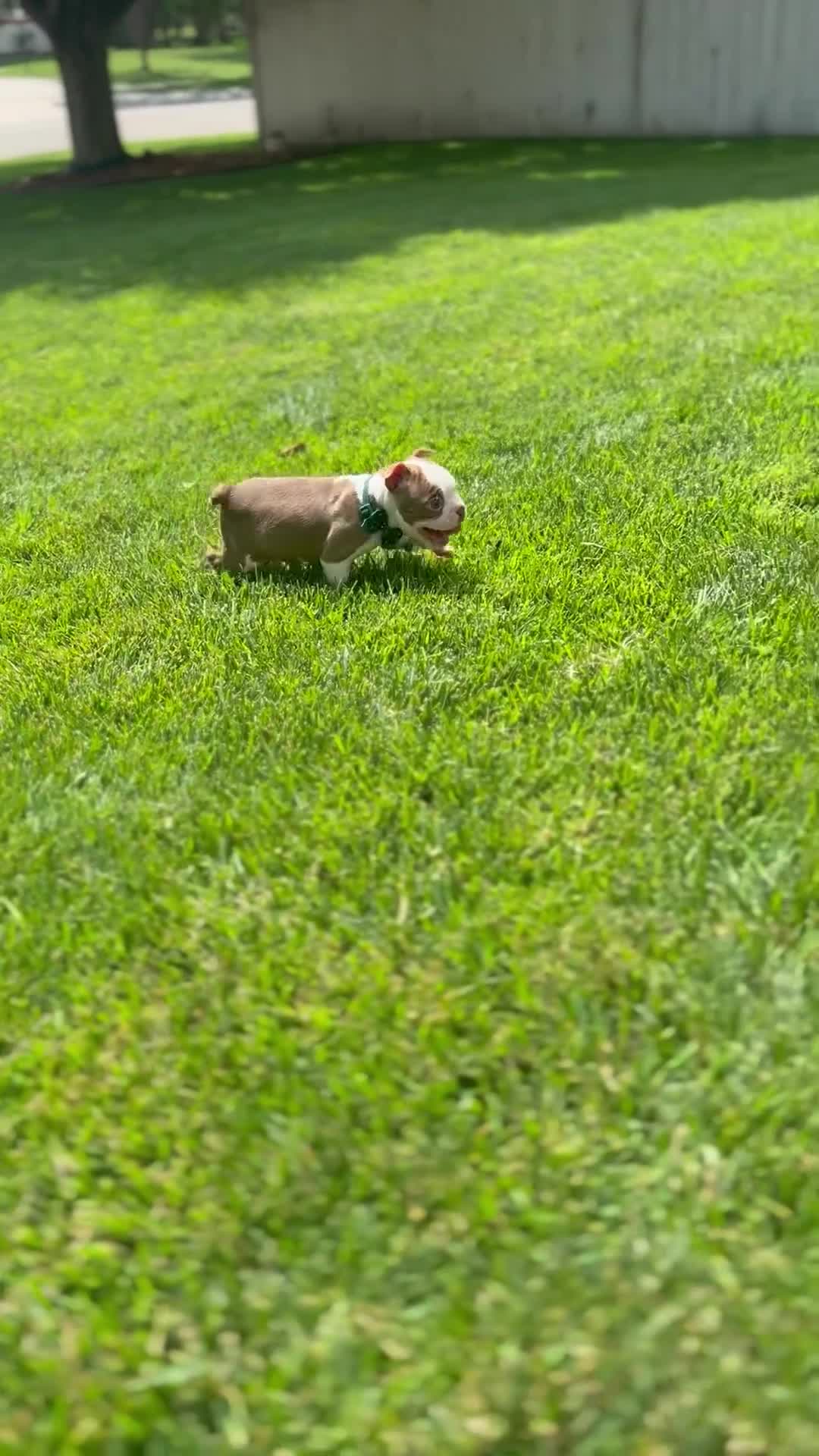 Boston Terrier dogs for sale: Max - Video 1