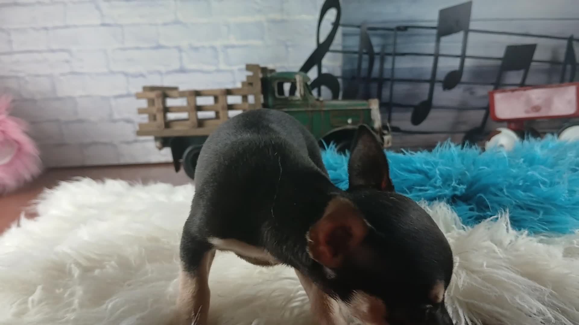 Chihuahua dogs for sale: Haleys blk and tan tiny boy. Hand Delivery  - Video 1