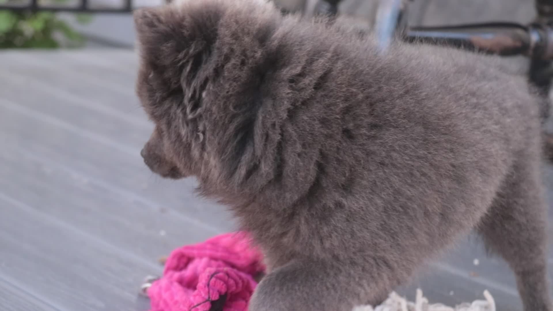 Pomeranian dogs for sale: Bluey Pomeranian  - Video 1