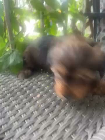 Shorkie dogs for sale: Shorkie 1 - Video 2