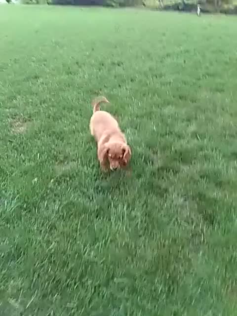 Mixed Breed dogs for sale: Victor - Video 1