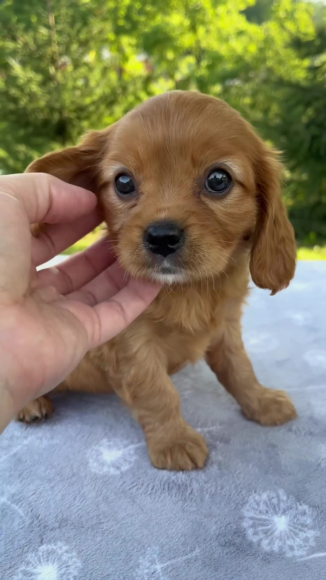 Mixed Breed dogs for sale: Raven - Video 1