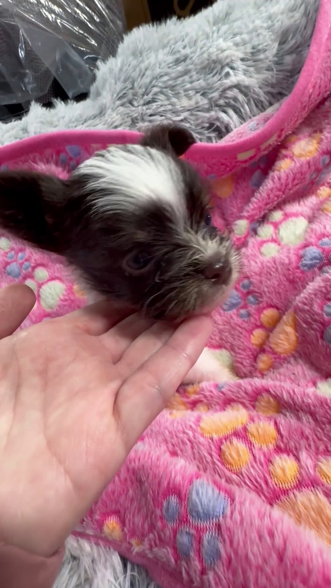 Yorkshire Terrier dogs for sale: Yorkshire Terrier Puppy 1 - Video 1