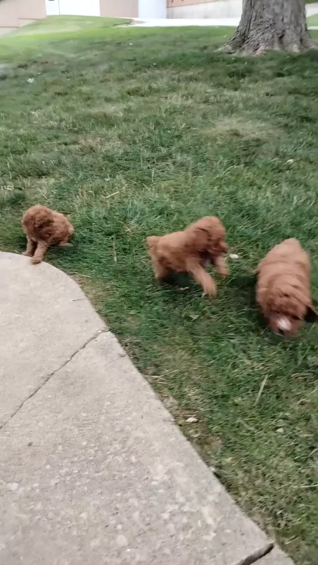 Toy Poodle dogs for sale: Lucky - Video 1