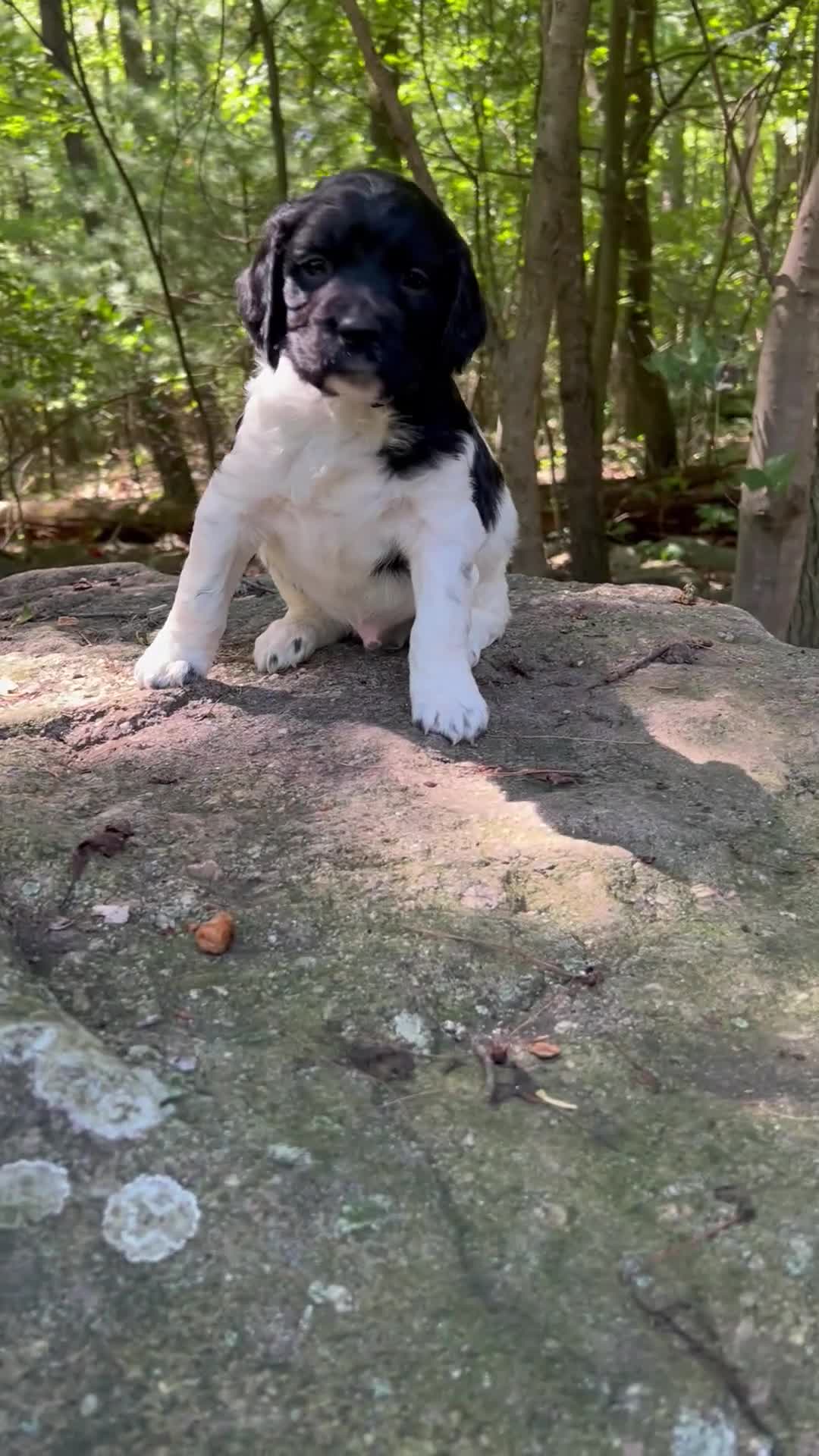 English Springer Spaniel dogs for sale: English Springer Spaniel 6 - Video 1