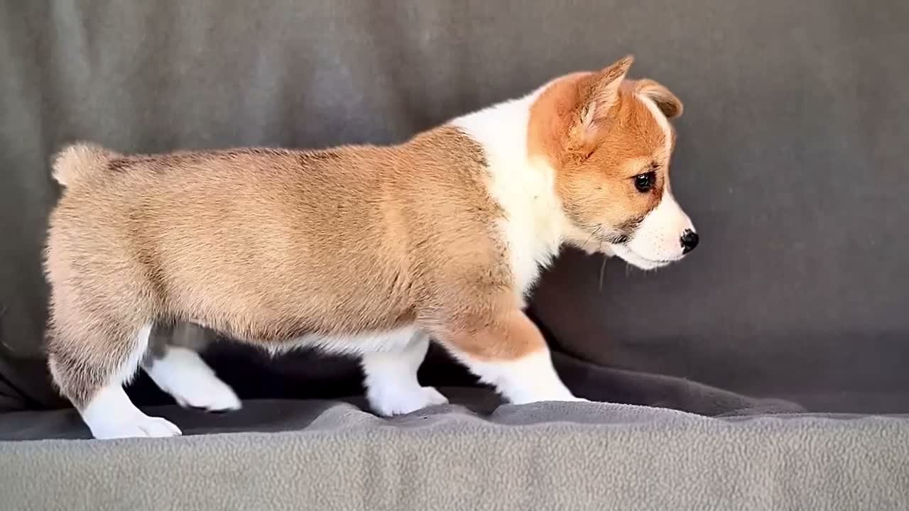 Welsh Corgi Pembroke dogs for sale: Beauty - Video 1