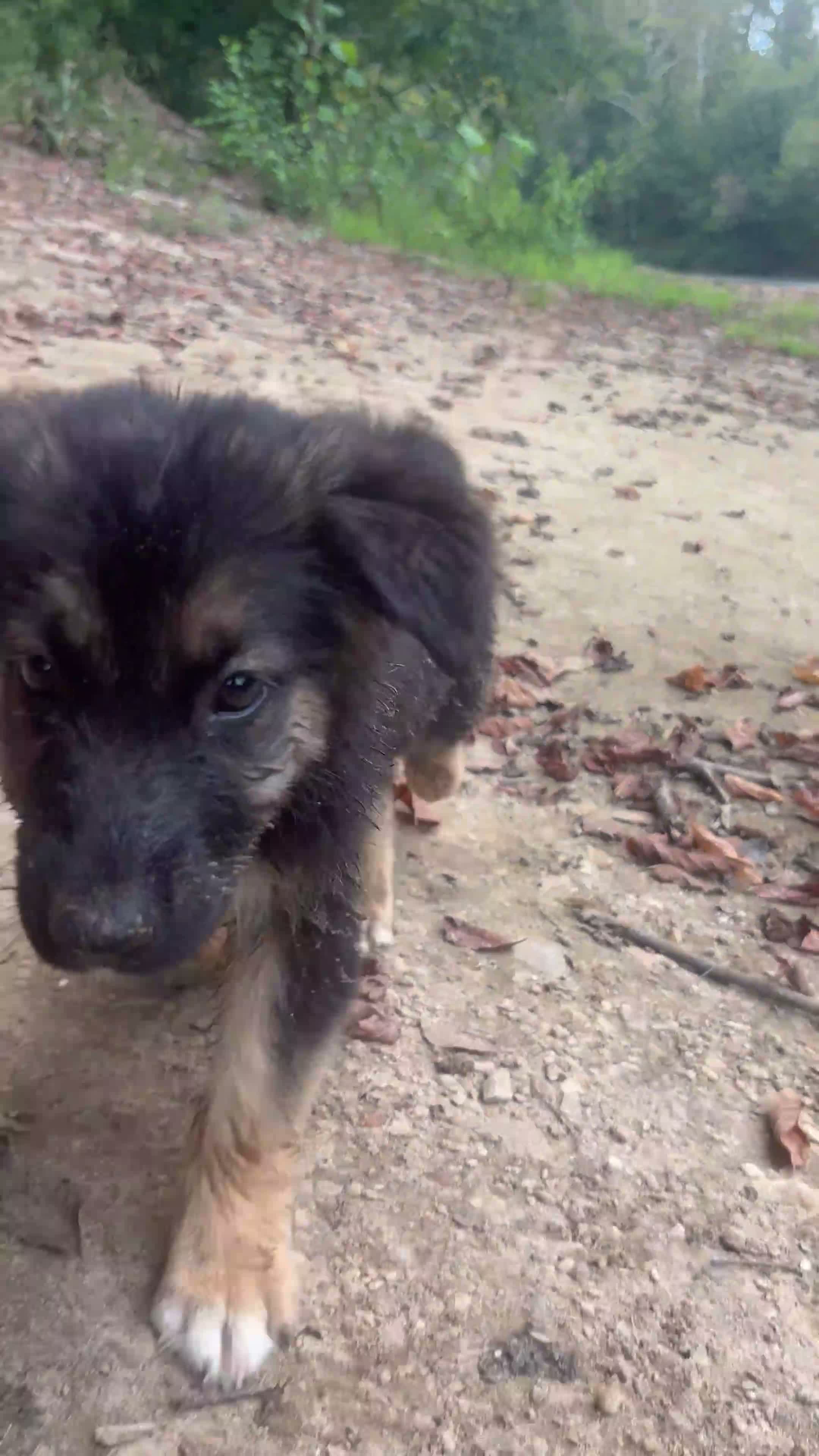 German Shepherd dogs for sale: German Shepherd 3 - Video 1