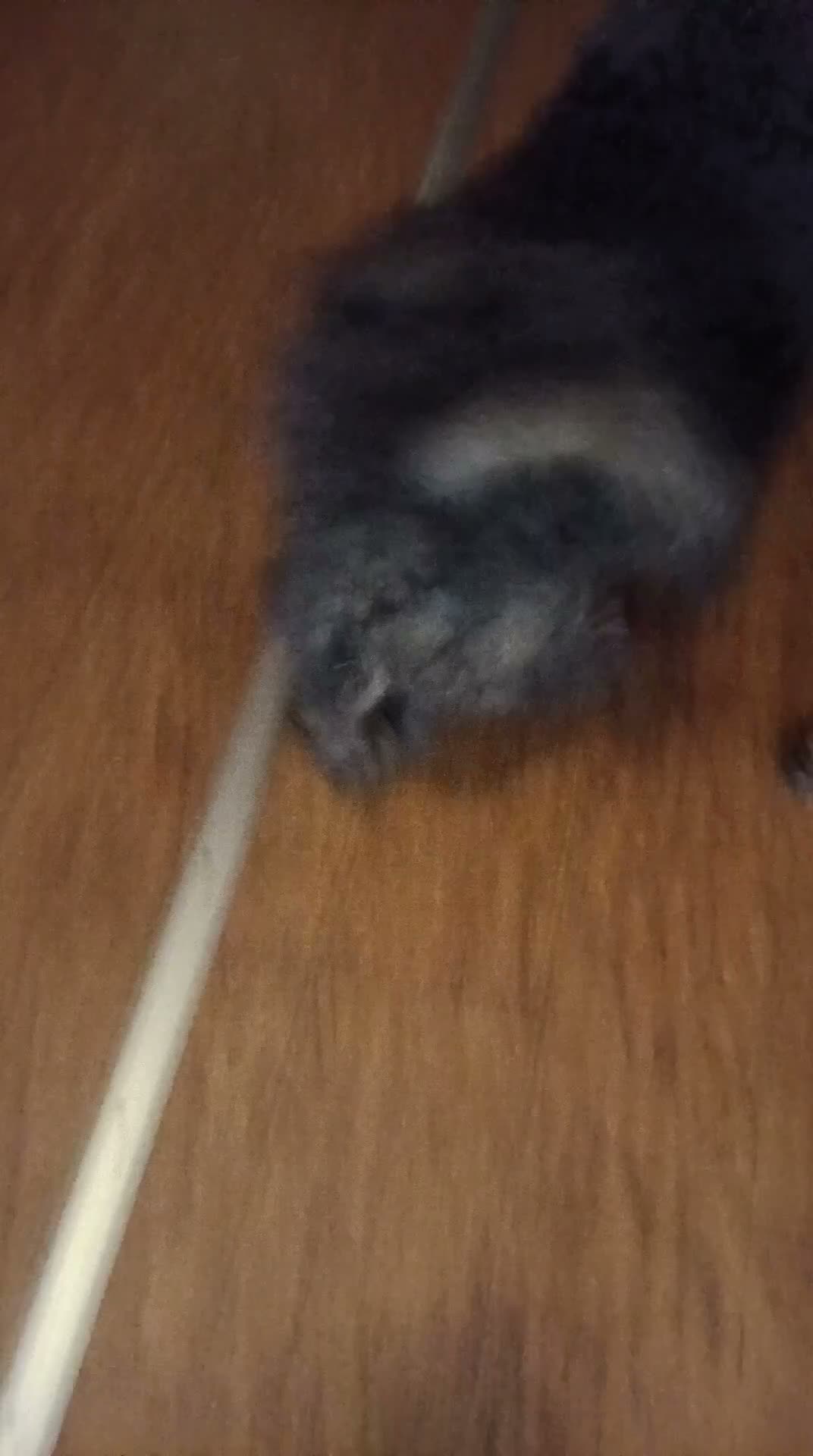 Toy Poodle dogs for sale: Toy Poodle 1 - Video 1