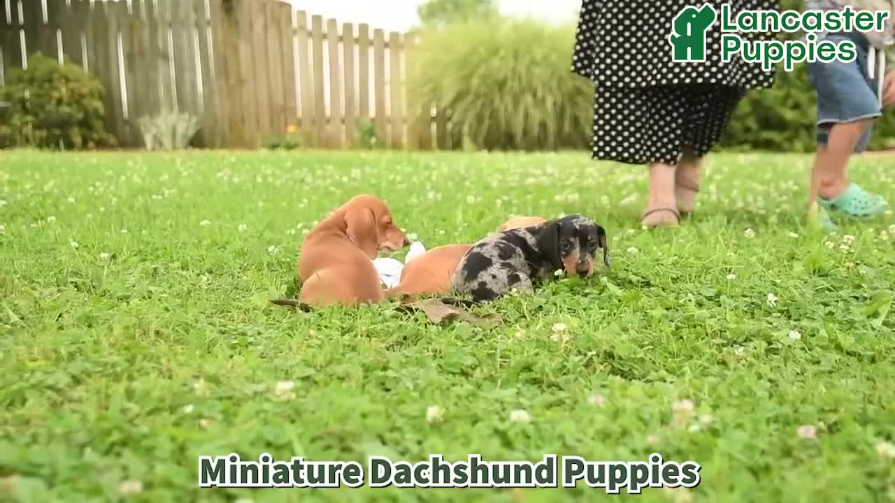 Miniature Dachshund dogs for sale: Ginger - Video 1