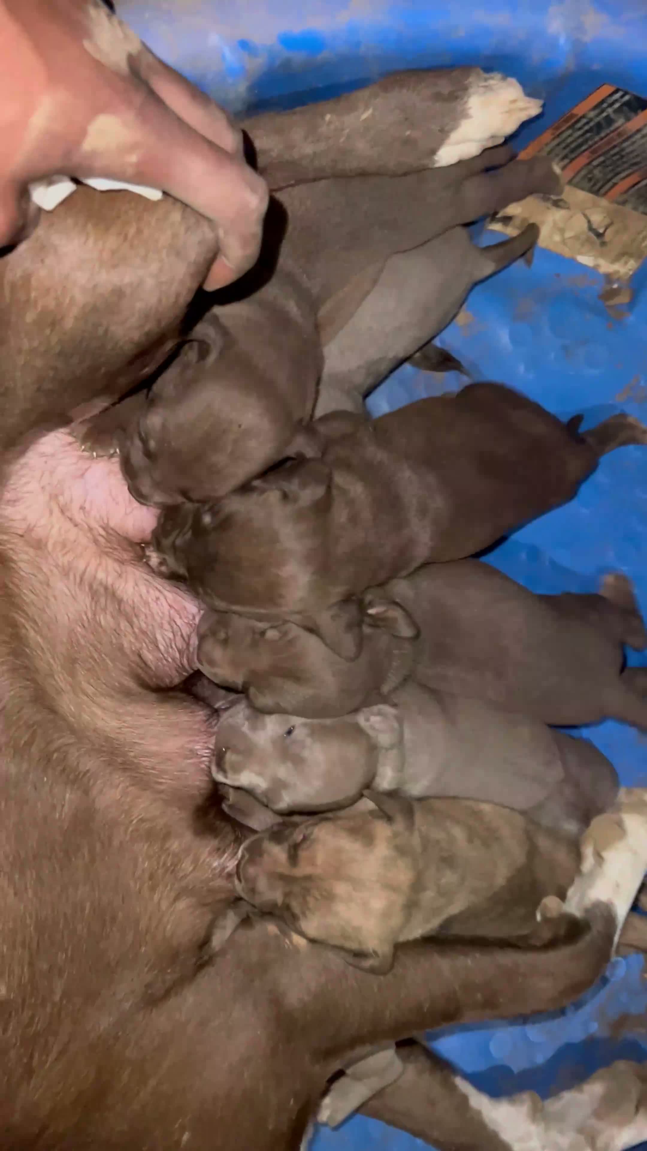 American Pit Bull Terrier dogs for sale: American Pit Bull Terrier 7 - Video 1