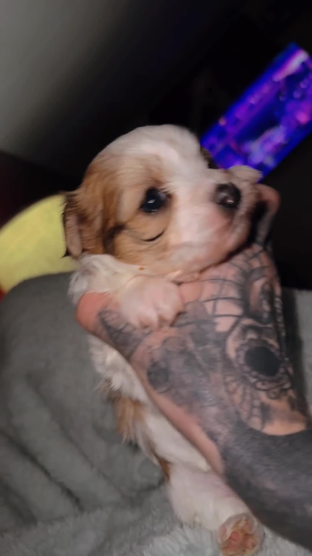 Morkie dogs for sale: Morkie Puppy 1 - Video 1