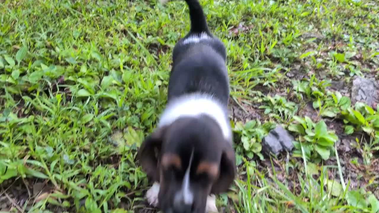 Basset Hound dogs for sale: Honey - Video 1