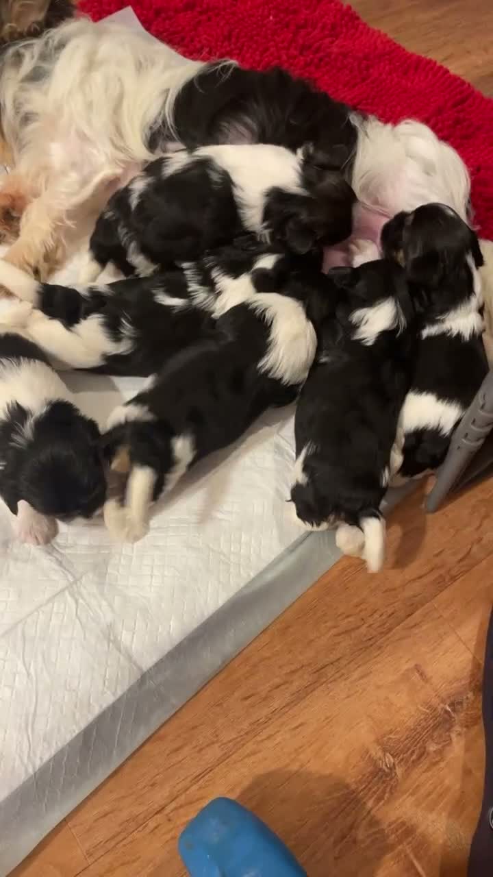 Biewer Terrier dogs for sale: Mochi - Video 1